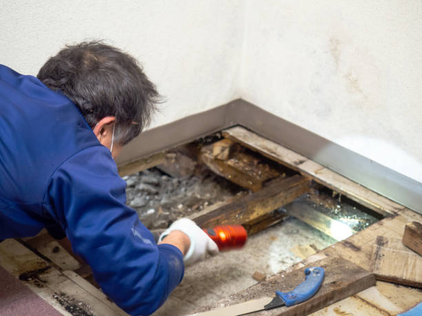 Mold Removal Process in Steamboat Springs, CO