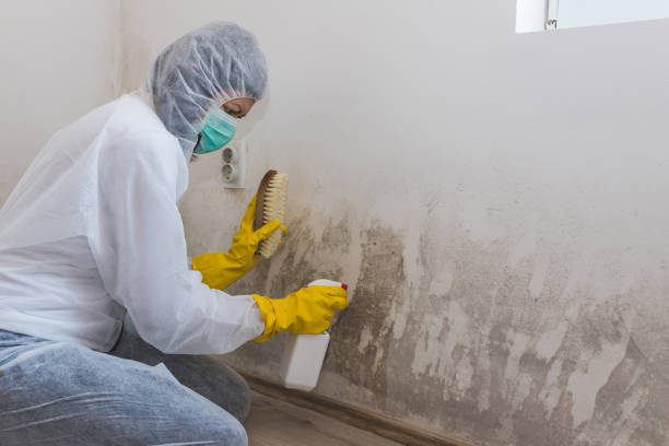 Steamboat Springs, CO Mold Removal Company