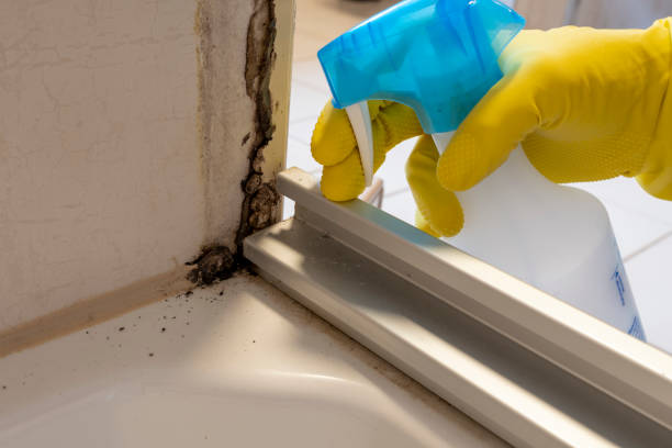 Best Local Mold Removal Service  in Steamboat Springs, CO