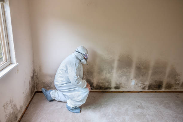 Best Crawl Space Mold Removal  in Steamboat Springs, CO