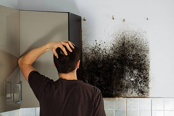 Best Commercial Mold Removal  in Steamboat Springs, CO